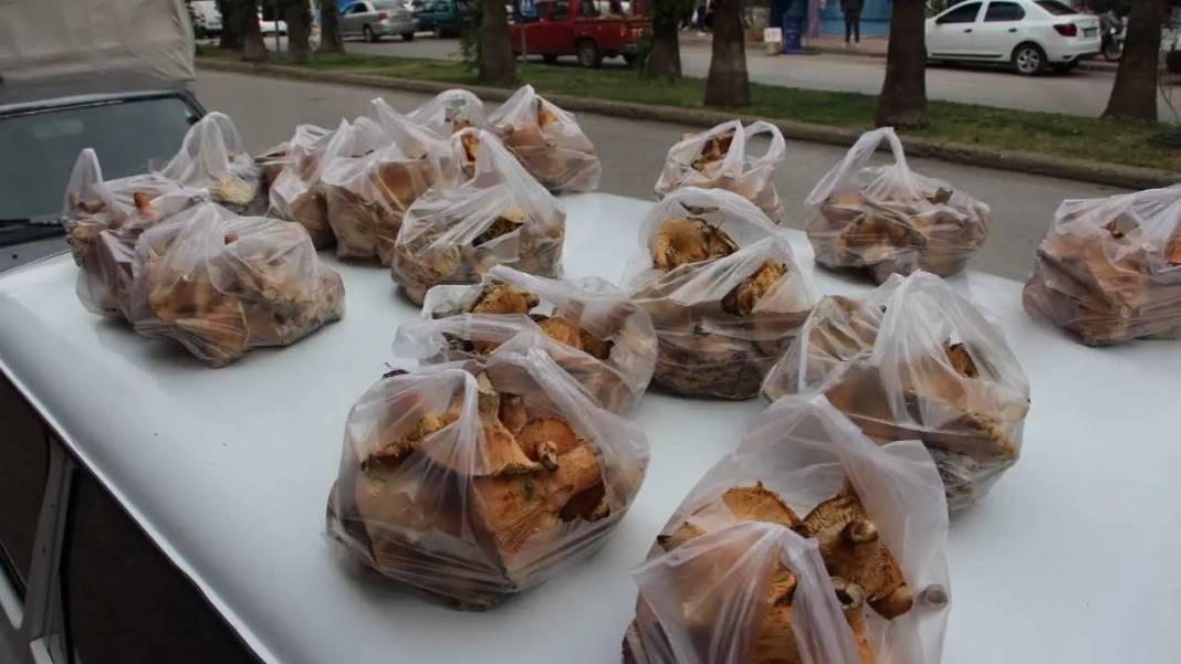 Kumluca’nın Altın Mantarı Kanlıca Yörede Geçim Kapısı Oldu 2